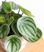 Load image into Gallery viewer, watermelon Peperomia. The best house plants for beginners and low-light spaces. Peperomia houseplants are safe for cats and not toxic to dogs. Shop online and choose from pet-friendly, air-purifying, and easy-to-grow houseplants anyone can enjoy. Free shipping on orders $100+.