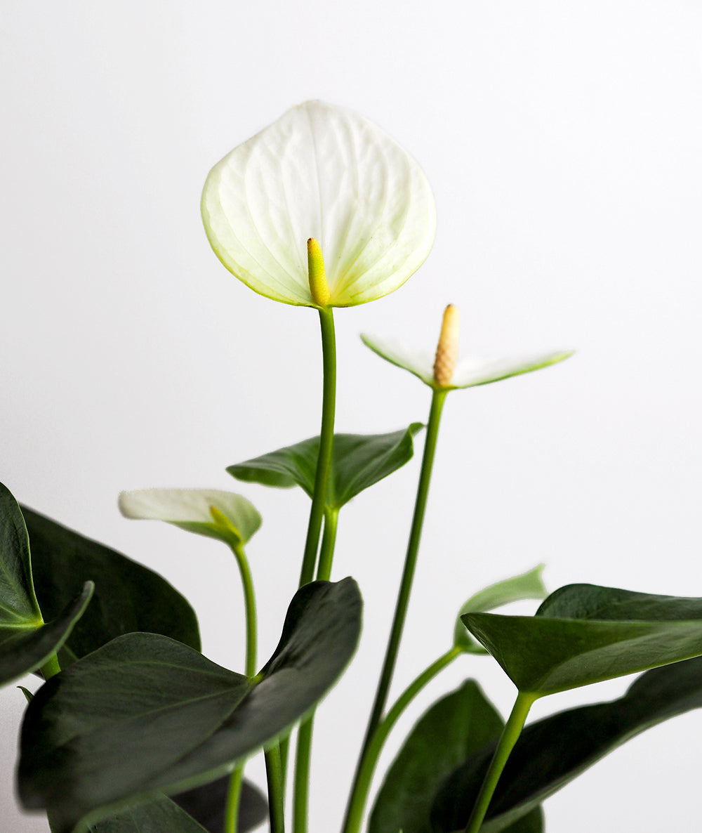 White Heart Anthurium