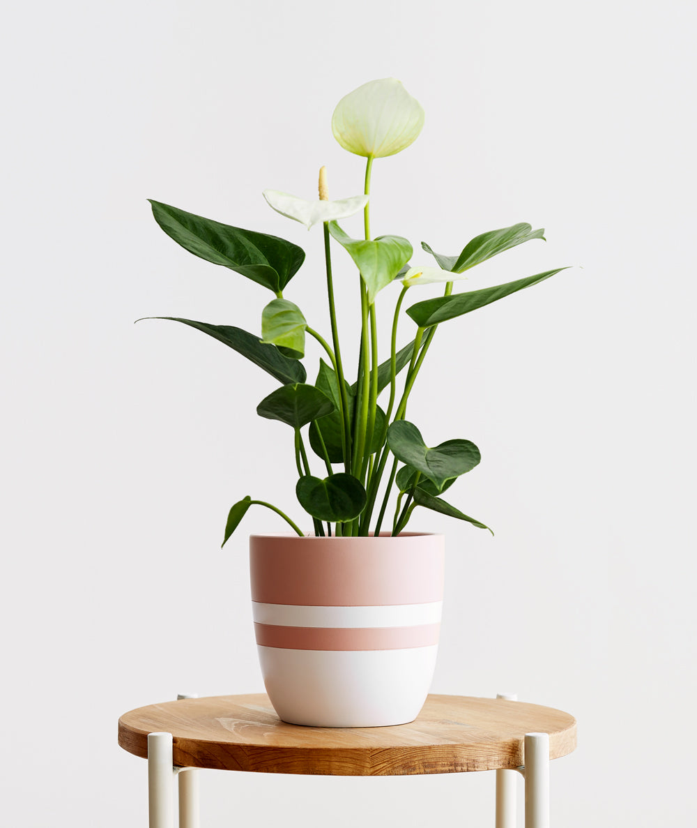 White Heart Anthurium.