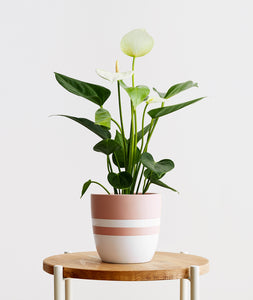 White Heart Anthurium.