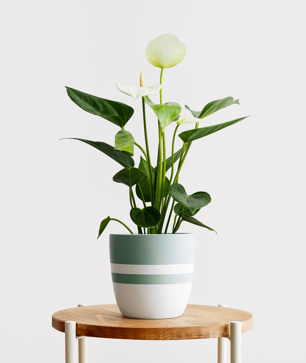 White Heart Anthurium.