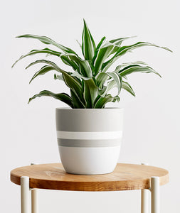 White Jewel Dracaena - Ansel & Ivy. Dracaena fragrans houseplant. The best house plants for beginners. Shop online and choose from allergy-reducing, air-purifying, and easy-to-grow houseplants anyone can enjoy. Free shipping on orders $100+.