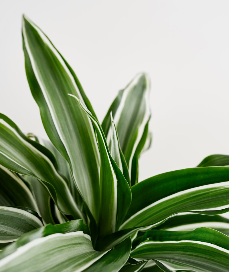 White Jewel Dracaena