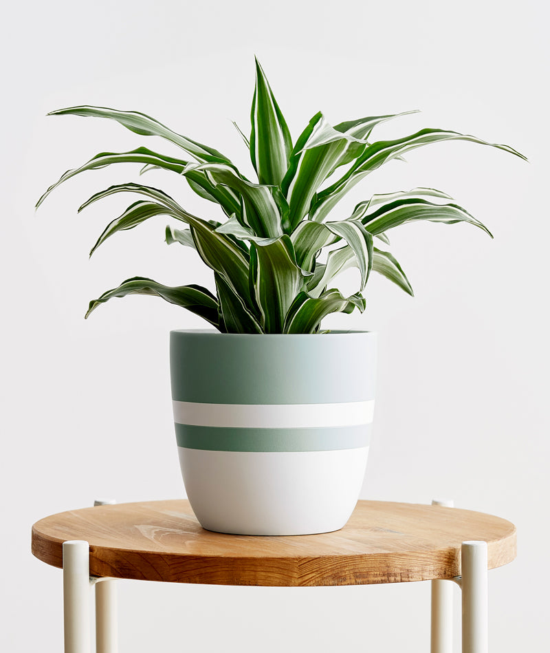 White Jewel Dracaena - Ansel & Ivy