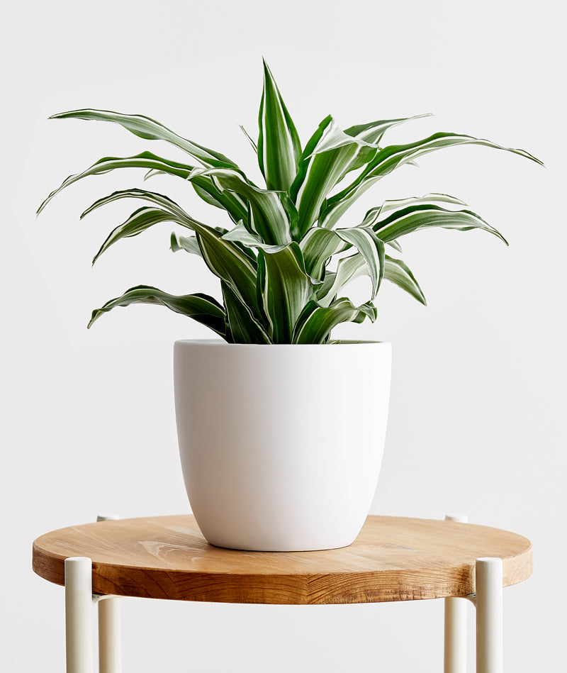 White Jewel Dracaena