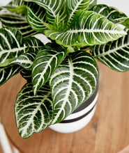 Load image into Gallery viewer, Zebra Plant, Aphelandra plant with striped leaves. Zebra houseplants are safe for cats and not toxic to dogs. Shop online and choose from pet-friendly, air-purifying, and easy-to-grow houseplants anyone can enjoy. Free shipping on orders $100+.