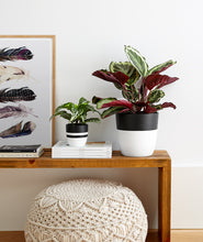 Load image into Gallery viewer, Ansel & Ivy premium houseplants. indoor plants decor.