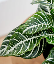 Load image into Gallery viewer, Zebra Plant, Aphelandra plant with striped leaves. Zebra houseplants are safe for cats and not toxic to dogs. Shop online and choose from pet-friendly, air-purifying, and easy-to-grow houseplants anyone can enjoy. Free shipping on orders $100+.