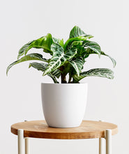 Load image into Gallery viewer, Zebra Plant, Aphelandra plant with striped leaves. Zebra houseplants are safe for cats and not toxic to dogs. Shop online and choose from pet-friendly, air-purifying, and easy-to-grow houseplants anyone can enjoy. Free shipping on orders $100+.