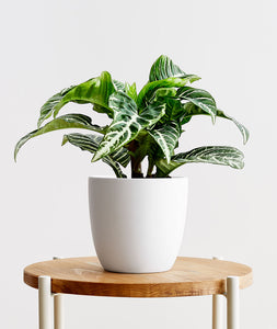 Zebra Plant, Aphelandra plant with striped leaves. Zebra houseplants are safe for cats and not toxic to dogs. Shop online and choose from pet-friendly, air-purifying, and easy-to-grow houseplants anyone can enjoy. Free shipping on orders $100+.