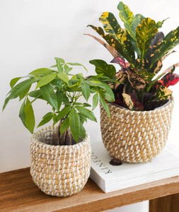 Boho natural basket planter for indoor plants. Woven seagrass basket plant pot with natural textures and neutral tones. 