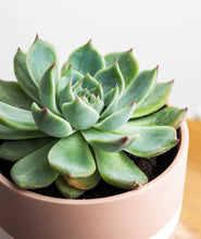 Load image into Gallery viewer, Echeveria Succulent
