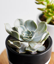 Load image into Gallery viewer, Echeveria Succulent