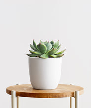 Load image into Gallery viewer, Echeveria Succulent