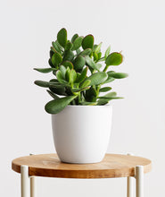 Load image into Gallery viewer, Jade Succulent