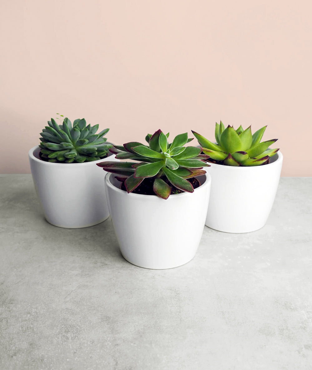 Succulent Trio