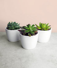 Load image into Gallery viewer, Succulent Trio