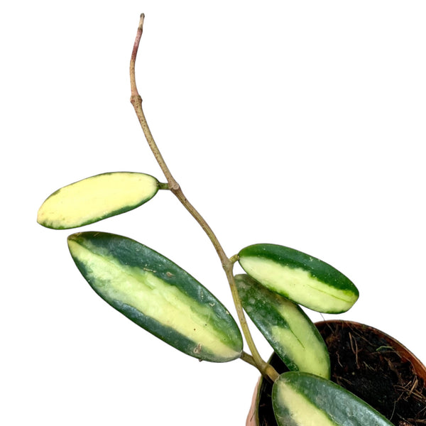 Hoya lacunosa 'Louisa's Silver' – Planted.