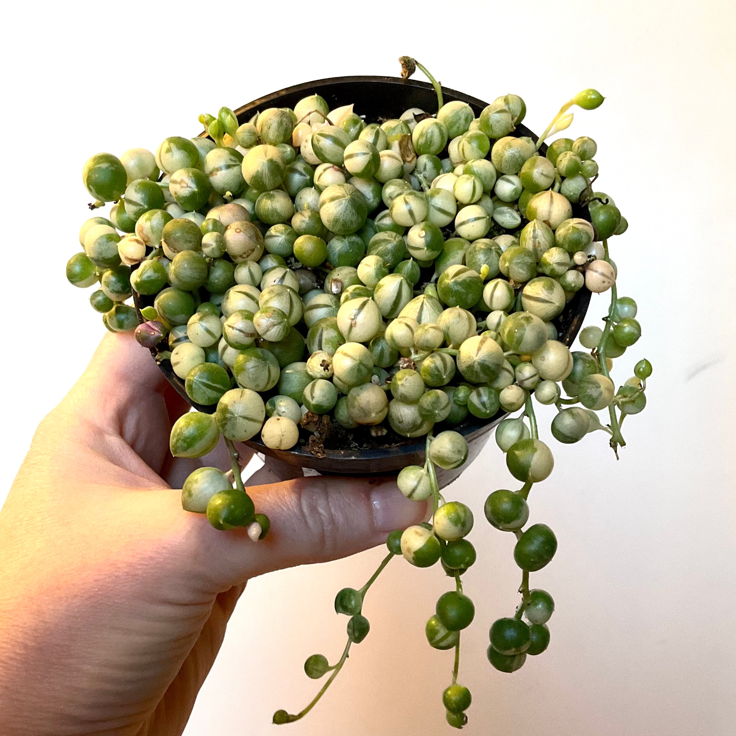 String of Pearls-Variegated