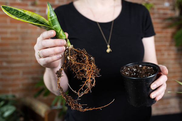 We'll help you pot your new plant, or give a new pot to your existing plant.