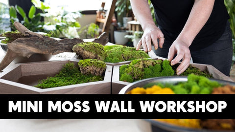 Mini Moss Wall Workshop