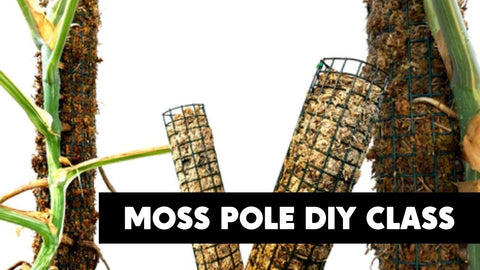 Moss Pole DIY Class