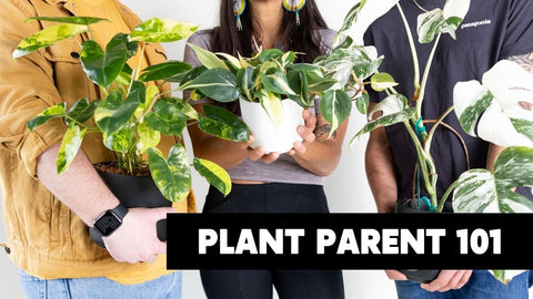 Plant Parent 101