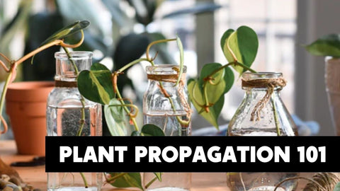 Plant Propagation 101
