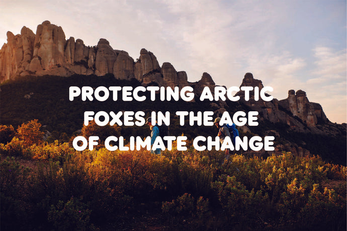 Protecting arctic foxes in the age of climate change – Fjällräven SEA