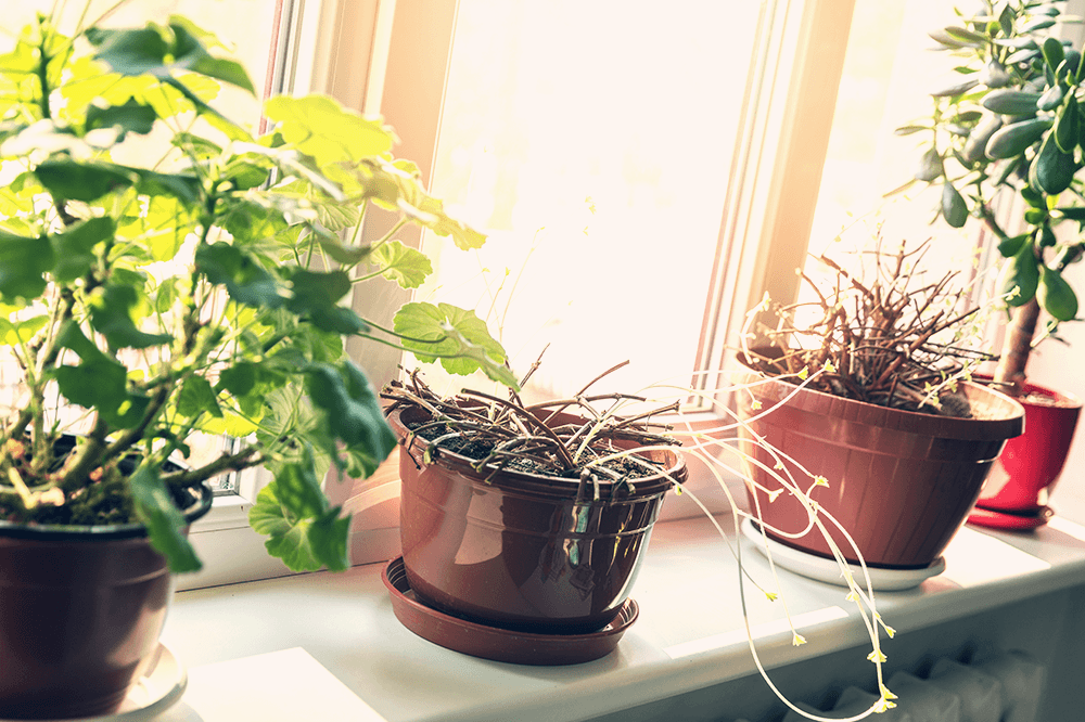 To Tell If a Plant Is Dead or Dormant – Plant Decor