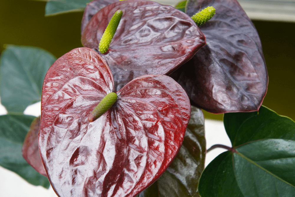 plant decor shop back anthurium