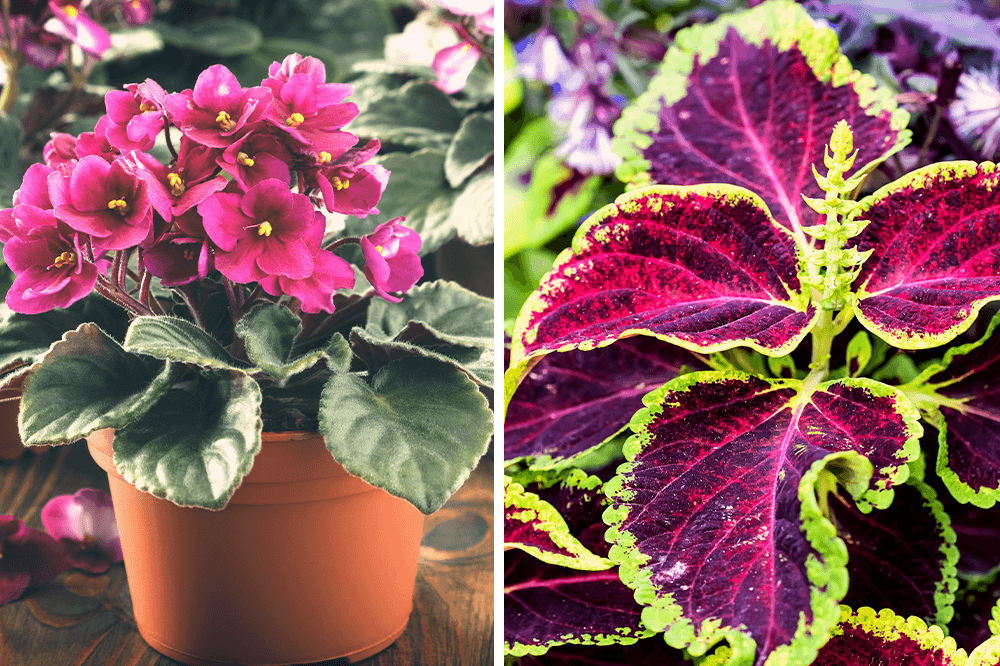 African violet and coleus plant - plant decor shop