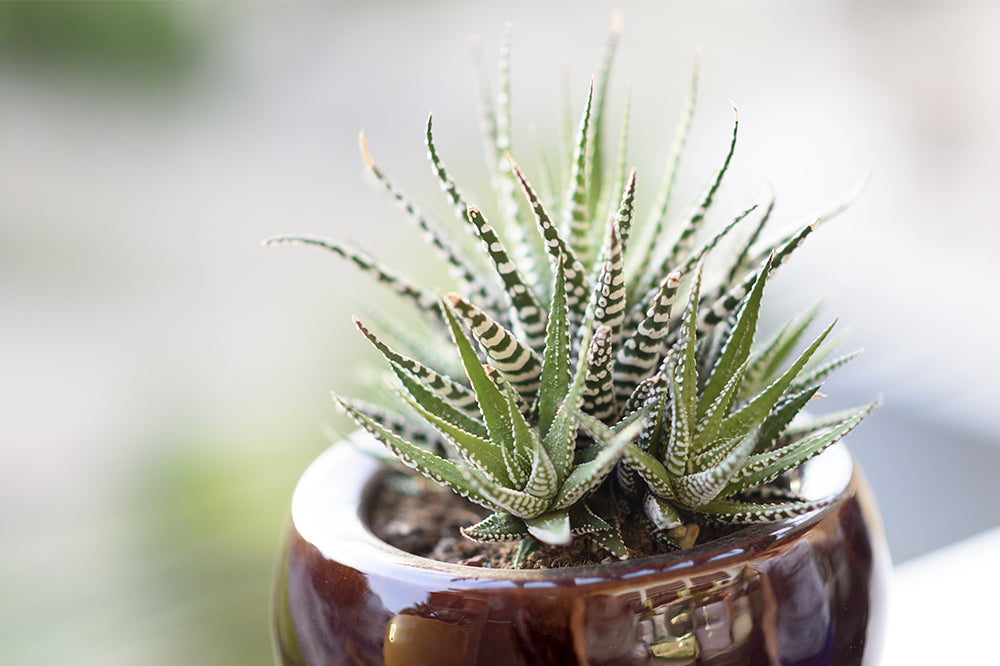 haworthia