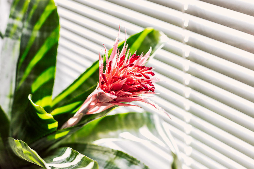 bromeliad plant on windowsill