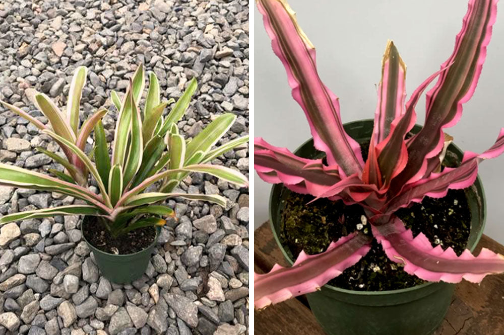 assorted bromeliad plants