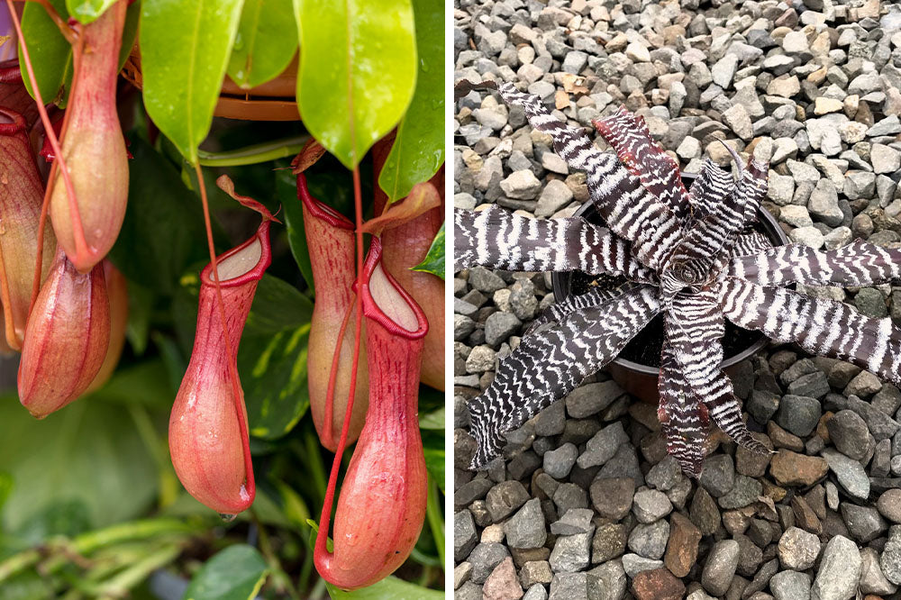 Plant Decor Shop pitcher plant and cryptanthus zonatus plant