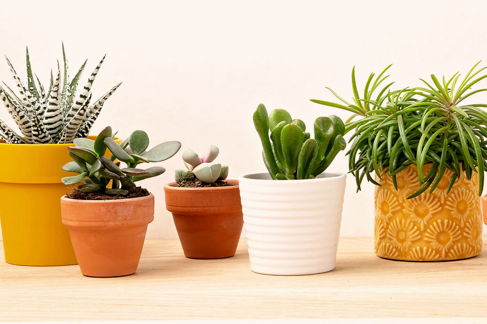 Plant Decor Shop - succulent indoor plants