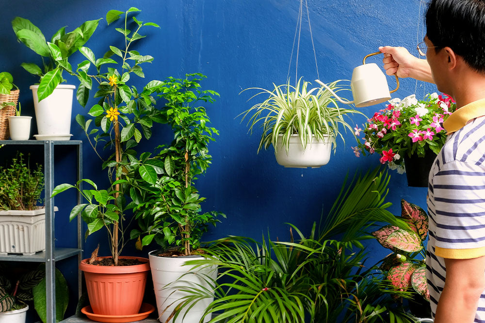 Plant Decor Shop - woman watering houseplants