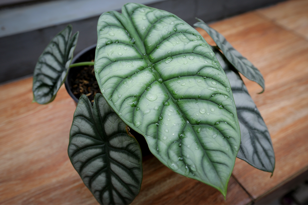 alocasia watering and humidity tips