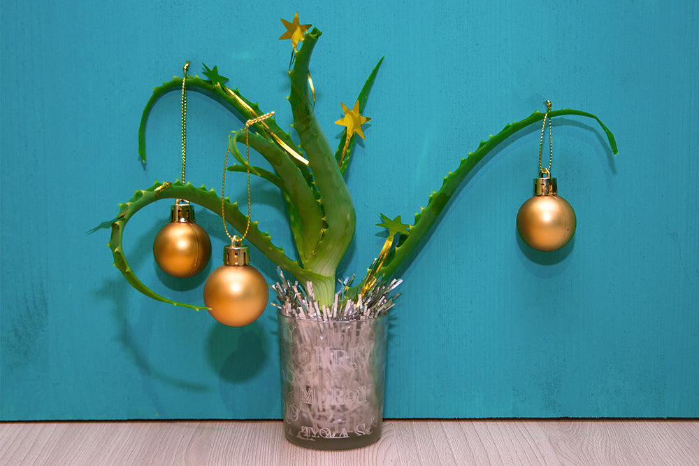 aloe christmas tree