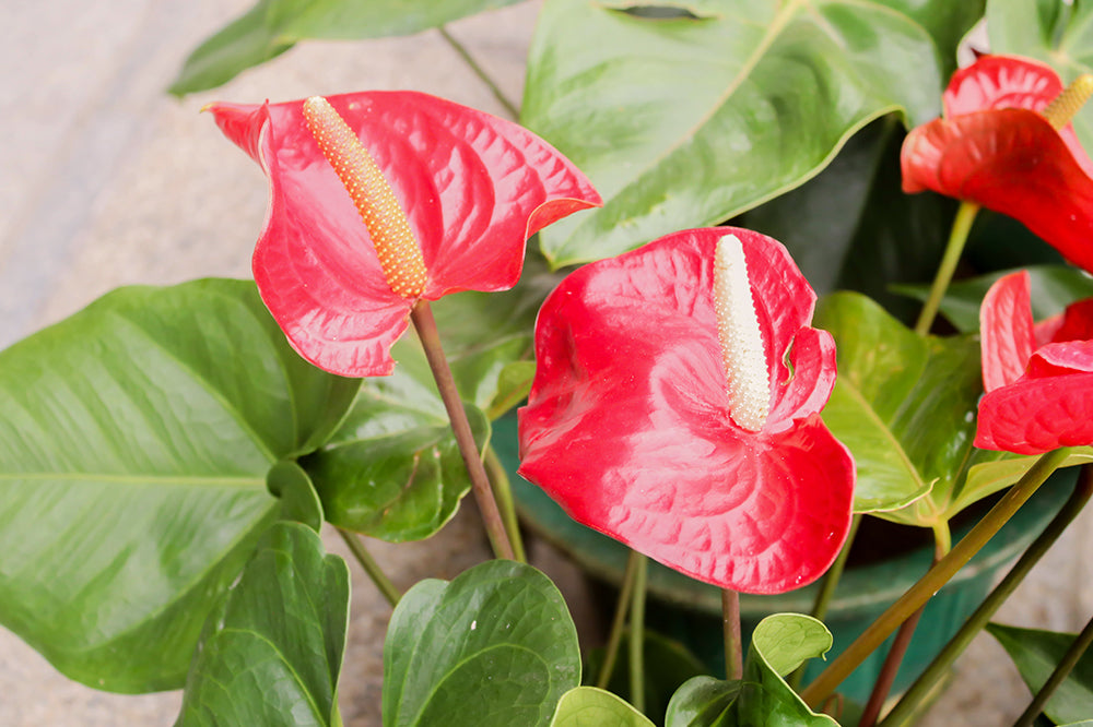 anthurium