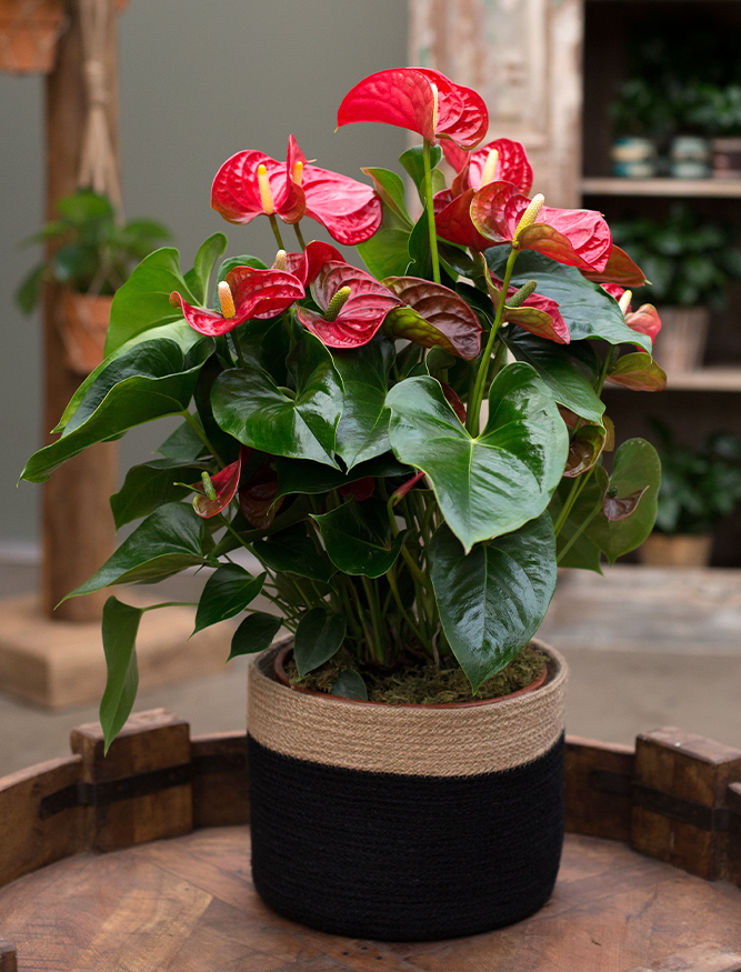 anthurium red christmas accents