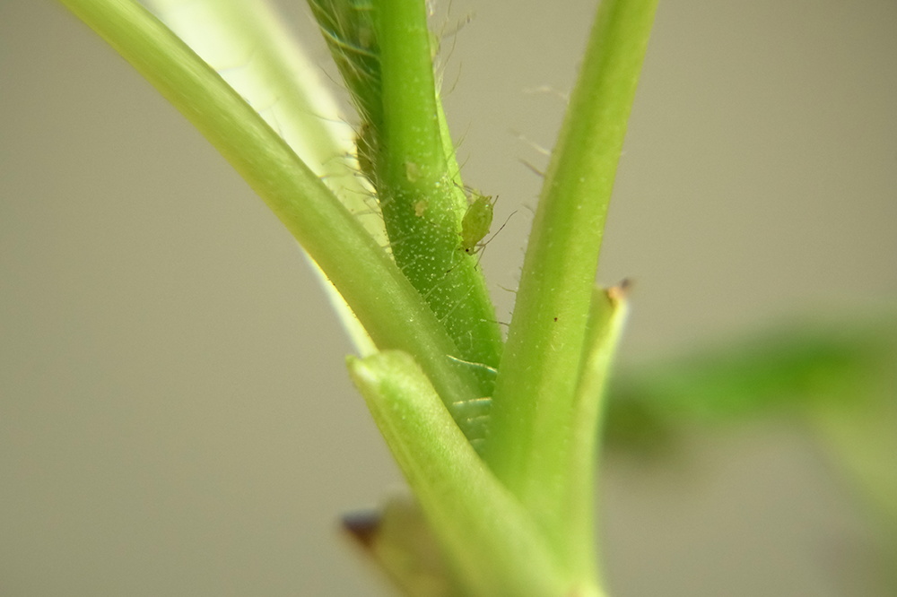 aphid on indoor houseplant