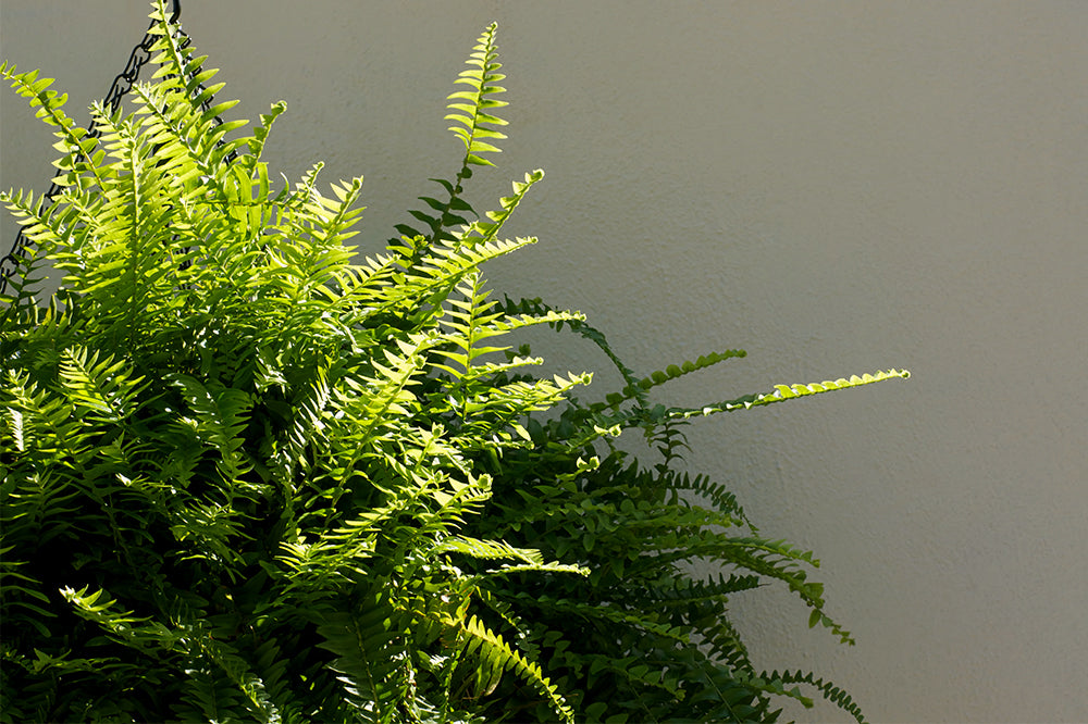 boston fern sunlight