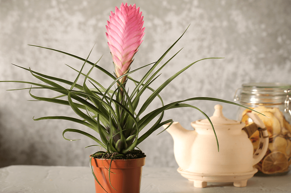 pink blooming bromeliad plant