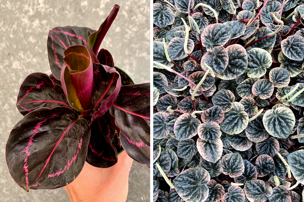 calathea dottie peperomia abricos