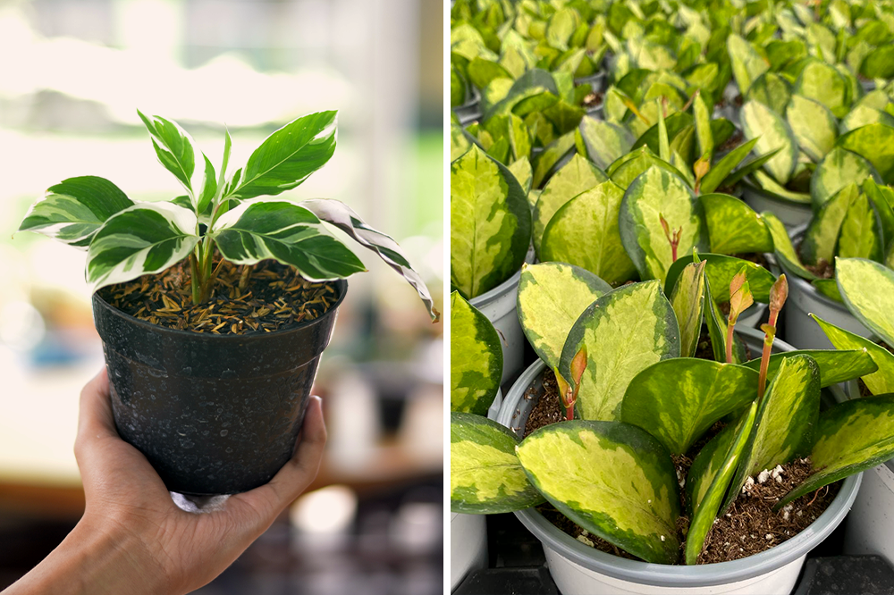 calathea white fusion and hoya australis lisa