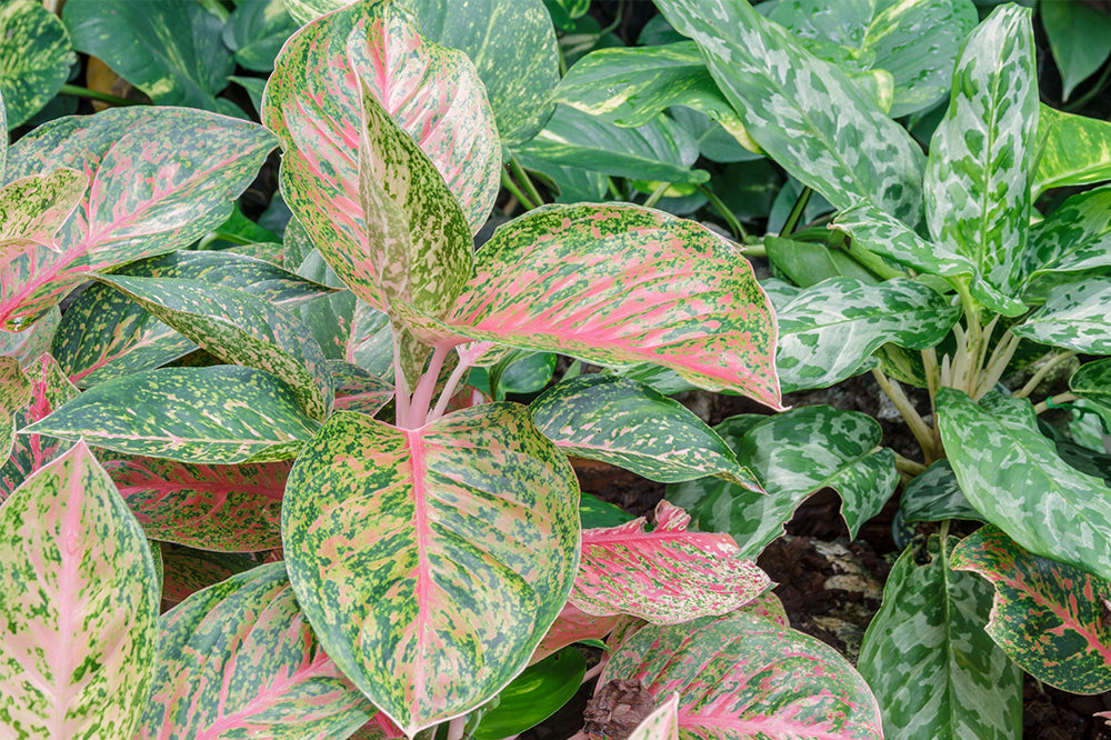 chinese evergreen