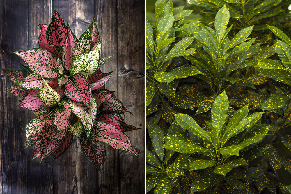 chinese evergreen & gold dust croton