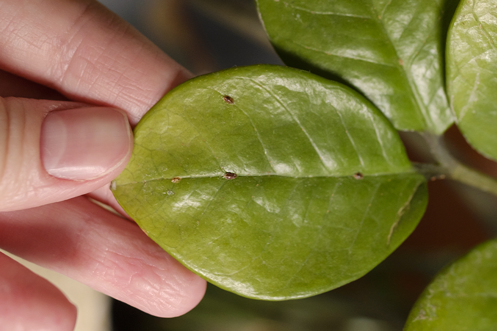 closeup of zz plant with pests indoor plant care